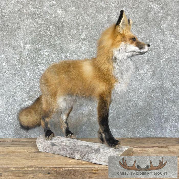 Red Fox Life-Size Taxidermy Mount For Sale - Image 4