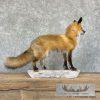 Red Fox Life-Size Taxidermy Mount For Sale - Image 5