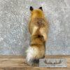 Red Fox Life-Size Taxidermy Mount For Sale - Image 6
