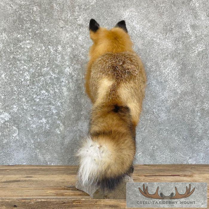 Red Fox Life-Size Taxidermy Mount For Sale - Image 6