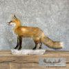 Red Fox Life-Size Taxidermy Mount For Sale - Image 7