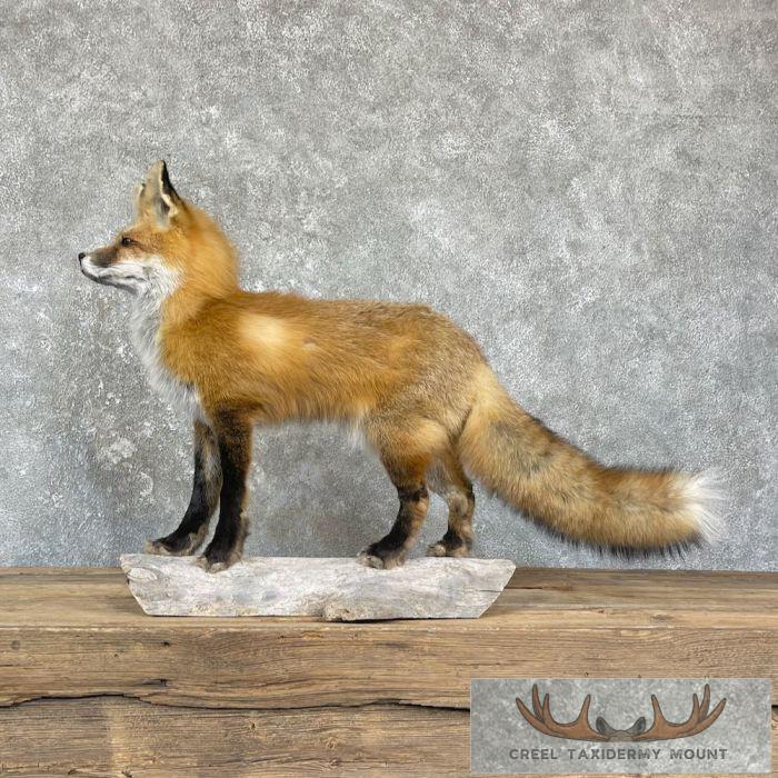 Red Fox Life-Size Taxidermy Mount For Sale - Image 7