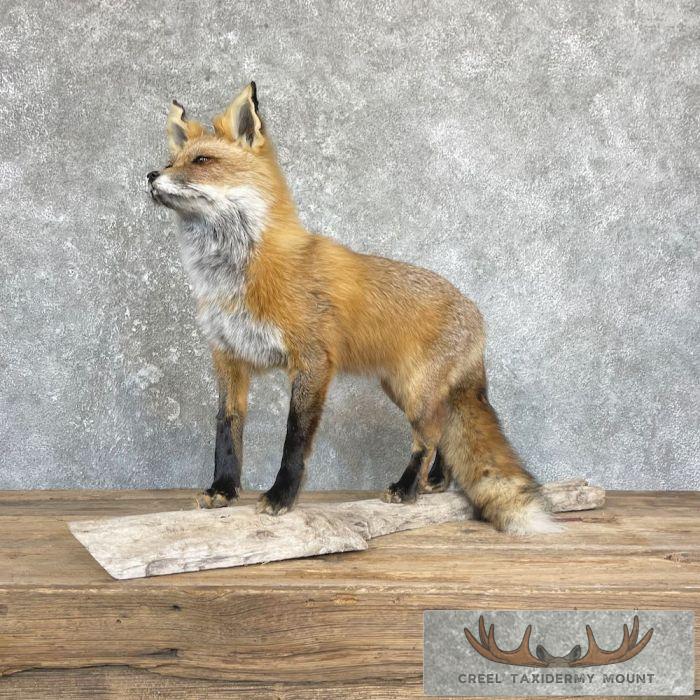 Red Fox Life-Size Taxidermy Mount For Sale - Image 2