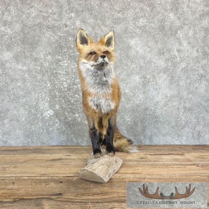 Red Fox Life-Size Taxidermy Mount For Sale - Image 3
