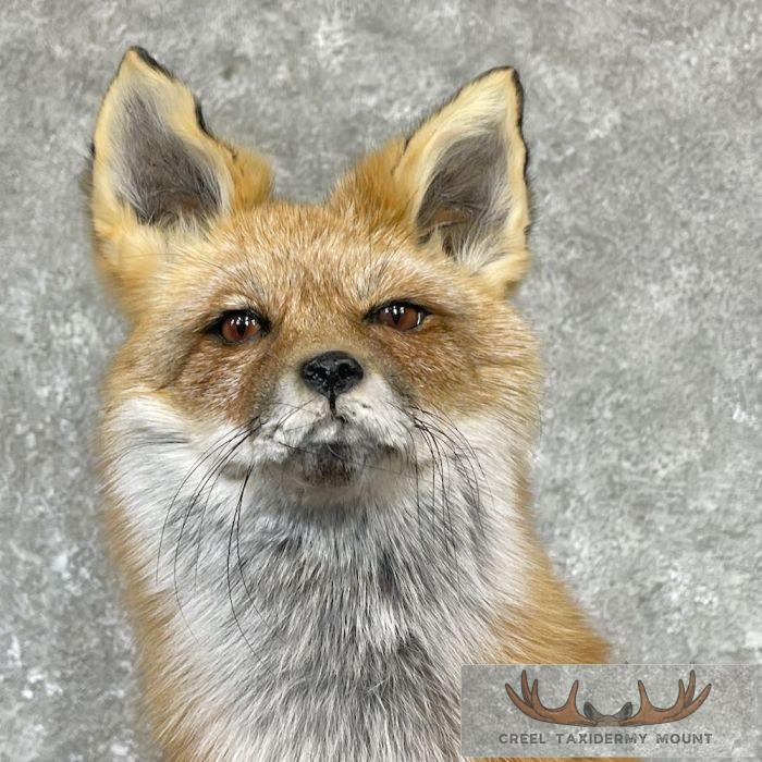 Red Fox Life-Size Taxidermy Mount For Sale - Image 4