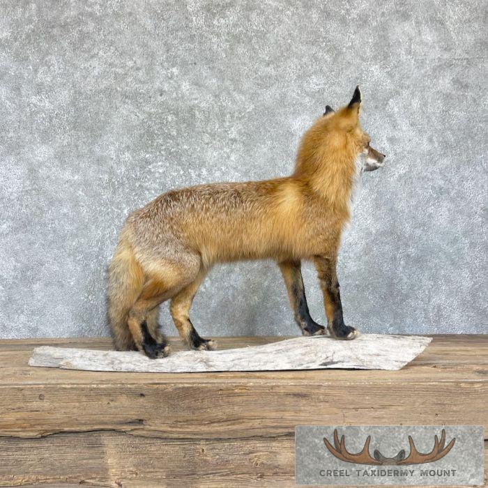 Red Fox Life-Size Taxidermy Mount For Sale - Image 5