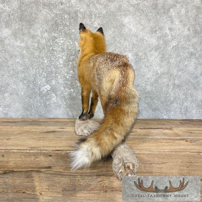 Red Fox Life-Size Taxidermy Mount For Sale - Image 6