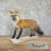Red Fox Life-Size Taxidermy Mount For Sale - Image 2