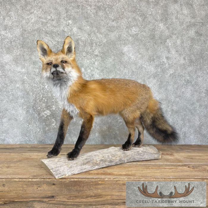 Red Fox Life-Size Taxidermy Mount For Sale - Image 2