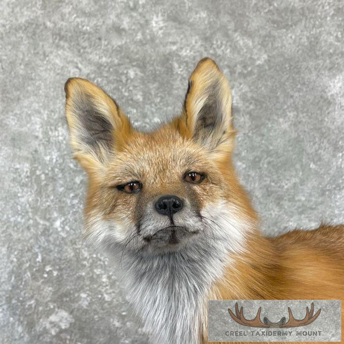 Red Fox Life-Size Taxidermy Mount For Sale - Image 3