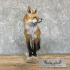 Red Fox Life-Size Taxidermy Mount For Sale - Image 4