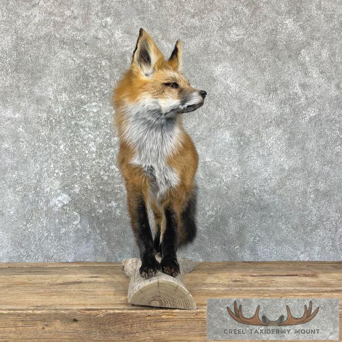 Red Fox Life-Size Taxidermy Mount For Sale - Image 4
