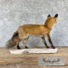 Red Fox Life-Size Taxidermy Mount For Sale - Image 5