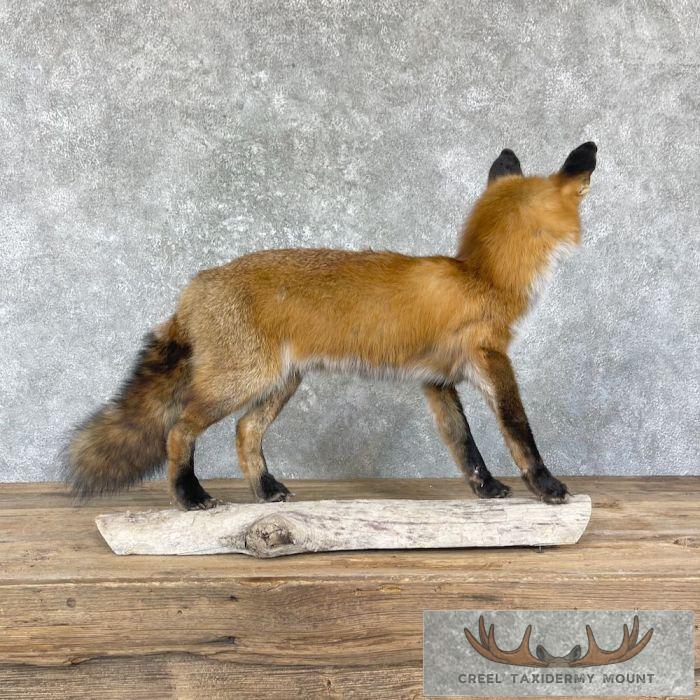 Red Fox Life-Size Taxidermy Mount For Sale - Image 5