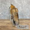Red Fox Life-Size Taxidermy Mount For Sale - Image 6