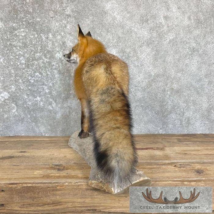 Red Fox Life-Size Taxidermy Mount For Sale - Image 6