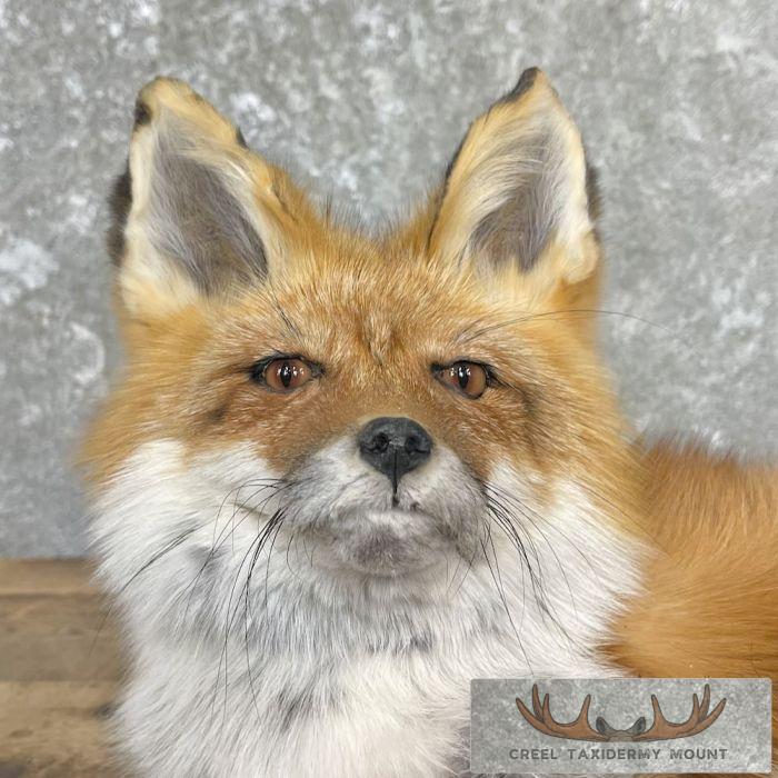 Red Fox Life-Size Taxidermy Mount For Sale - Image 2