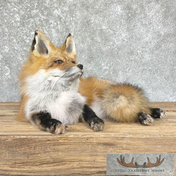 Red Fox Life-Size Taxidermy Mount For Sale - Image 3