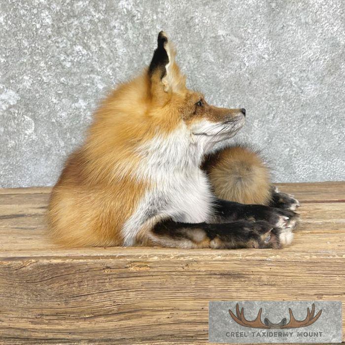 Red Fox Life-Size Taxidermy Mount For Sale - Image 4
