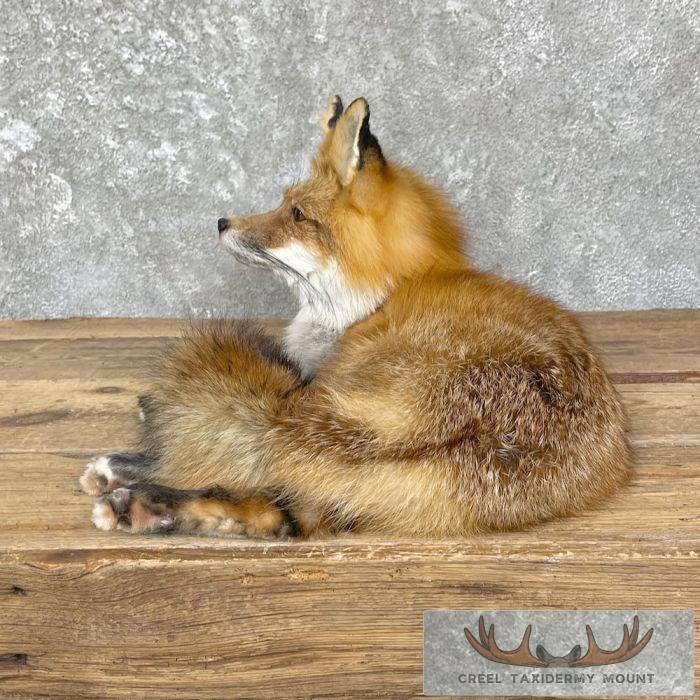 Red Fox Life-Size Taxidermy Mount For Sale - Image 6
