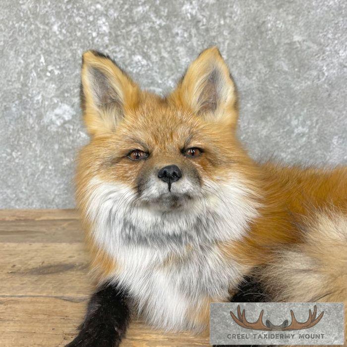 Red Fox Life-Size Taxidermy Mount For Sale - Image 2