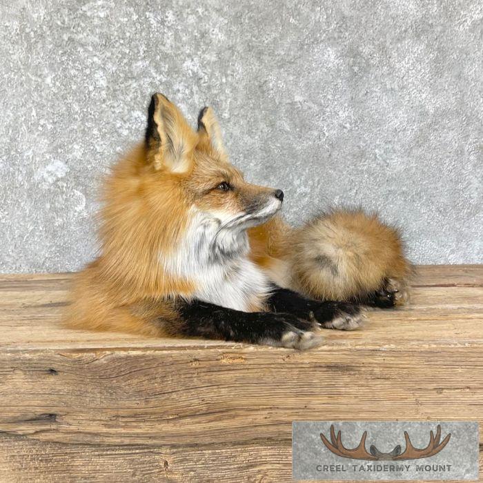 Red Fox Life-Size Taxidermy Mount For Sale - Image 3