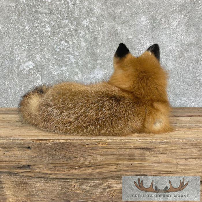 Red Fox Life-Size Taxidermy Mount For Sale - Image 4