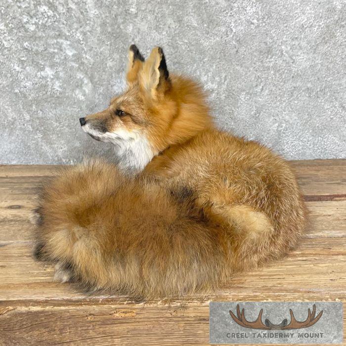 Red Fox Life-Size Taxidermy Mount For Sale - Image 5