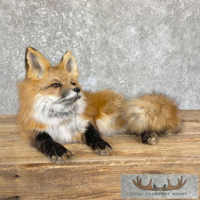 Red Fox Life-Size Taxidermy Mount For Sale - Image 6