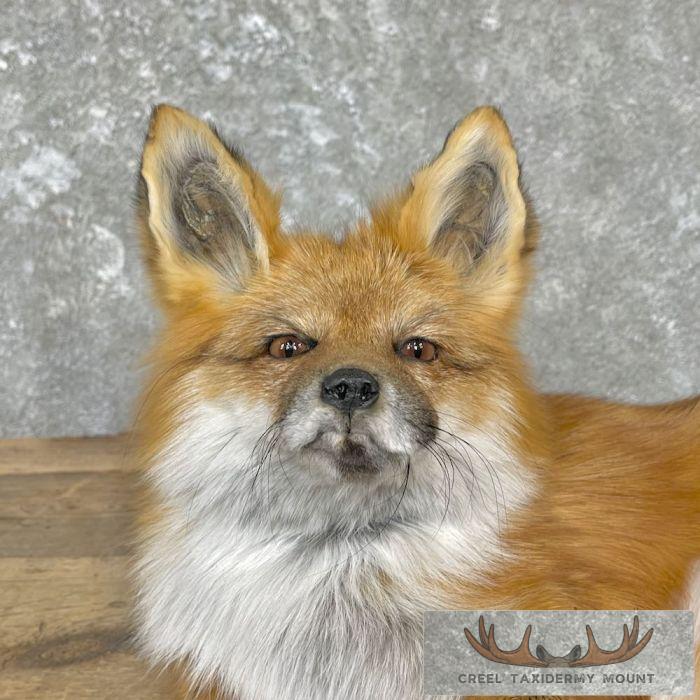 Red Fox Life-Size Taxidermy Mount For Sale - Image 2