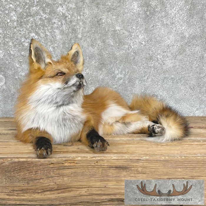 Red Fox Life-Size Taxidermy Mount For Sale - Image 3