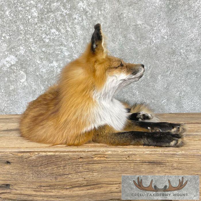 Red Fox Life-Size Taxidermy Mount For Sale - Image 4