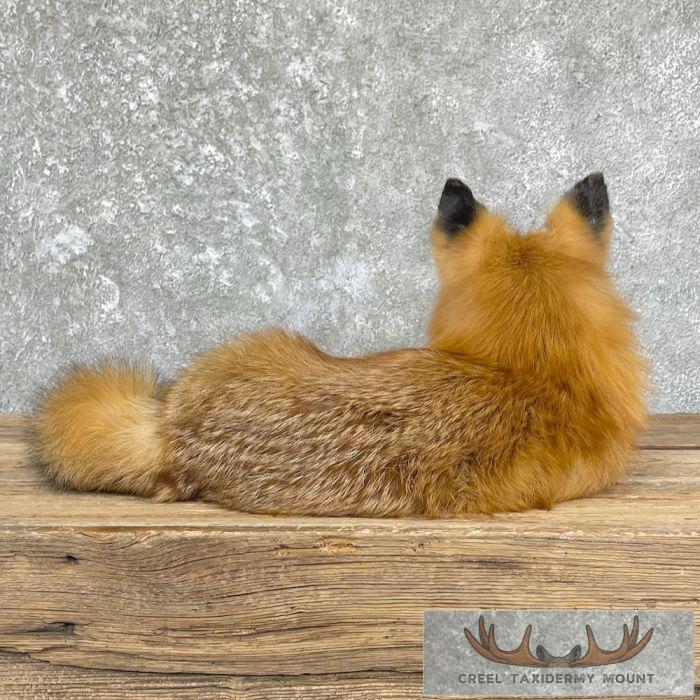 Red Fox Life-Size Taxidermy Mount For Sale - Image 5