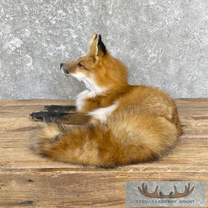 Red Fox Life-Size Taxidermy Mount For Sale - Image 6
