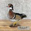 Wood Duck Taxidermy Bird Mount For Sale - Image 2