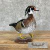 Wood Duck Taxidermy Bird Mount For Sale - Image 4