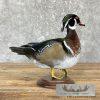 Wood Duck Taxidermy Bird Mount For Sale - Image 5