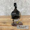 Wood Duck Taxidermy Bird Mount For Sale - Image 6