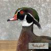 Wood Duck Taxidermy Bird Mount For Sale - Image 7