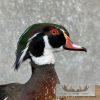 Wood Duck Taxidermy Bird Mount For Sale - Image 8