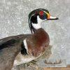 Wood Duck Taxidermy Bird Mount For Sale - Image 2