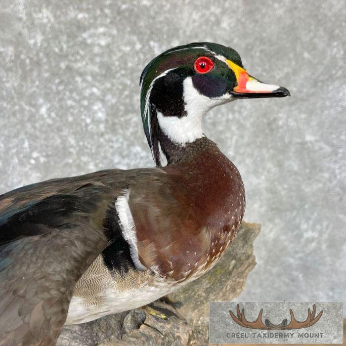 Wood Duck Taxidermy Bird Mount For Sale - Image 2