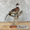 Wood Duck Taxidermy Bird Mount For Sale - Image 3