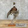 Wood Duck Taxidermy Bird Mount For Sale - Image 4