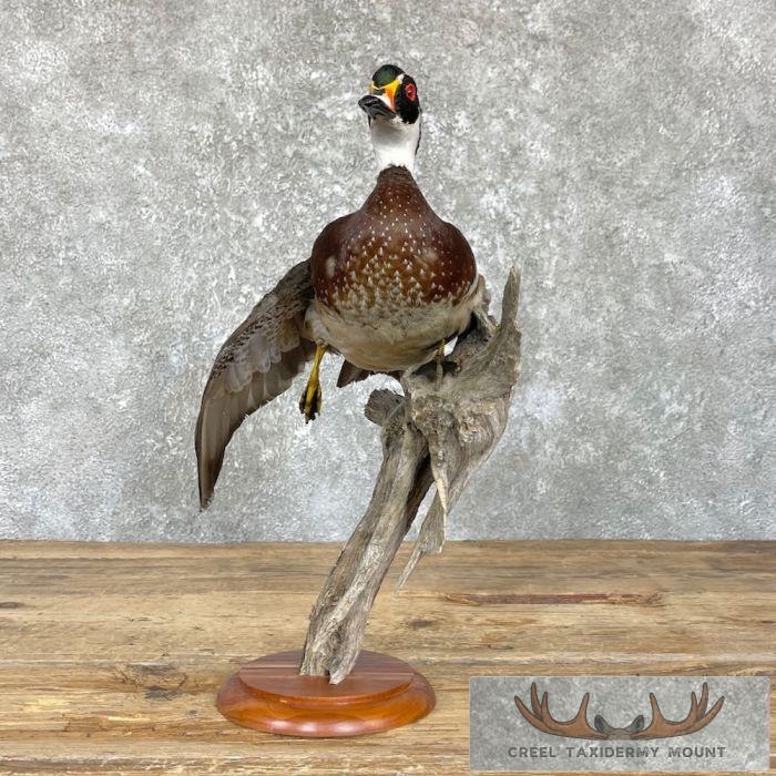 Wood Duck Taxidermy Bird Mount For Sale - Image 4