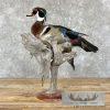 Wood Duck Taxidermy Bird Mount For Sale - Image 5