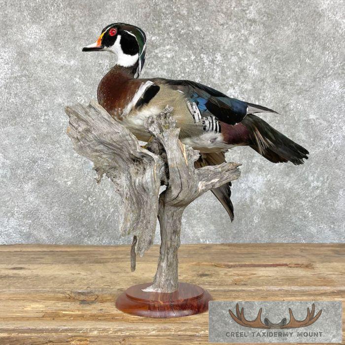 Wood Duck Taxidermy Bird Mount For Sale - Image 5