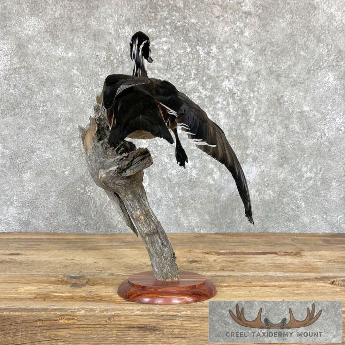 Wood Duck Taxidermy Bird Mount For Sale - Image 6