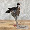 Wood Duck Taxidermy Bird Mount For Sale - Image 7