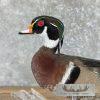 Wood Duck Taxidermy Bird Mount For Sale - Image 8